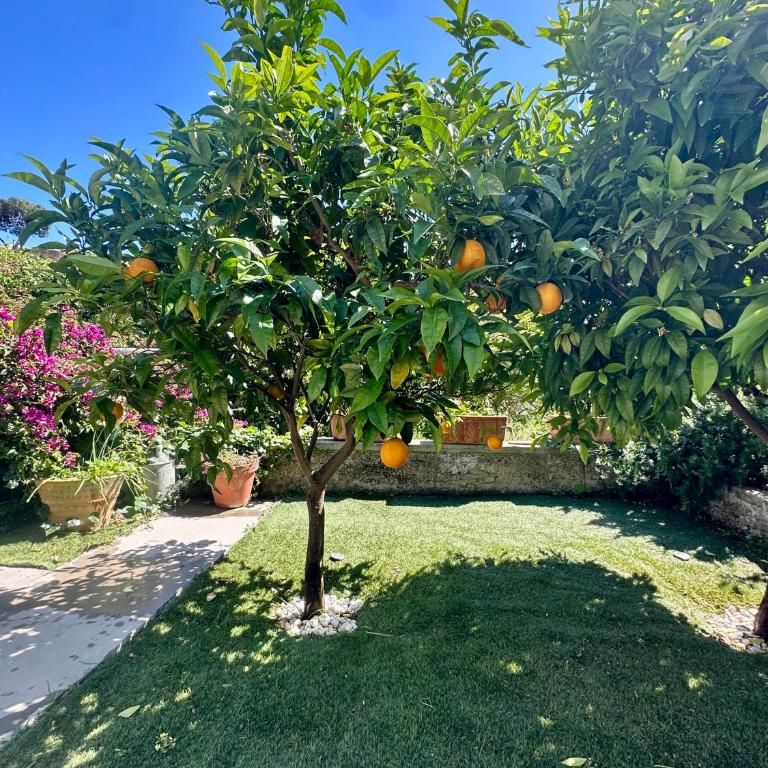 Capri Joy Apartments - Appartamento - 33