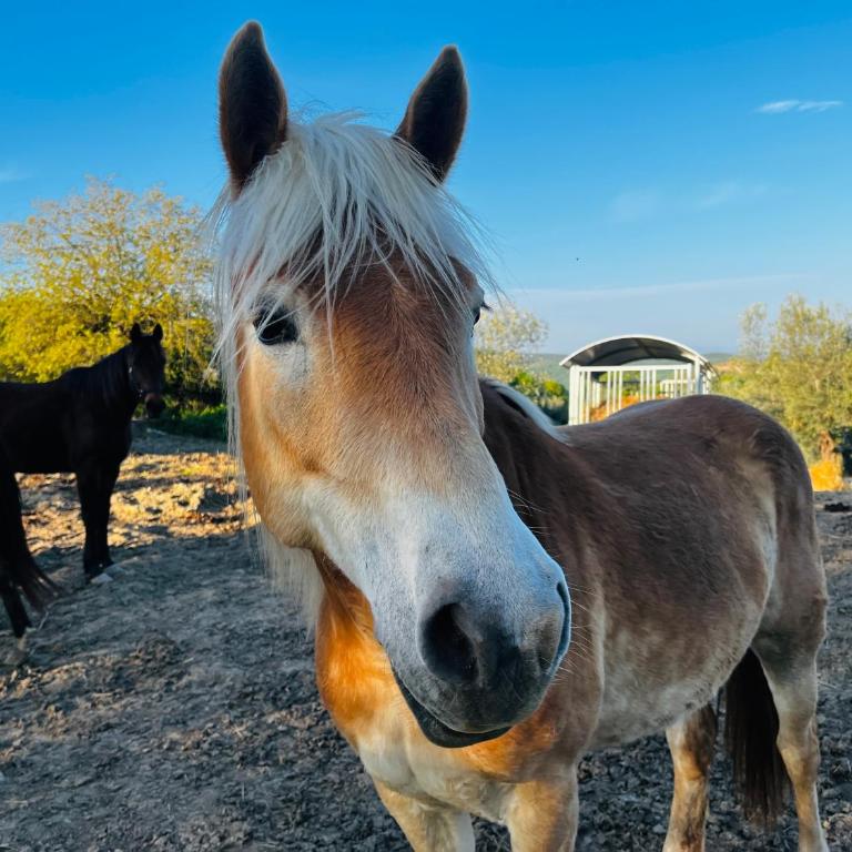 Umbria in Bici Guest House - Appartamento con 1 Camera da Letto - 41