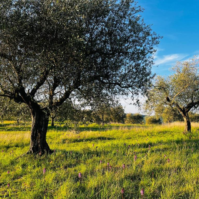 Umbria in Bici Guest House - Appartamento con 1 Camera da Letto - 54