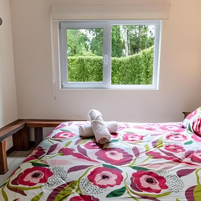 Andino Terra Pucón - Patio Privado para 4 personas - Apartamento de 1 dormitorio - 2