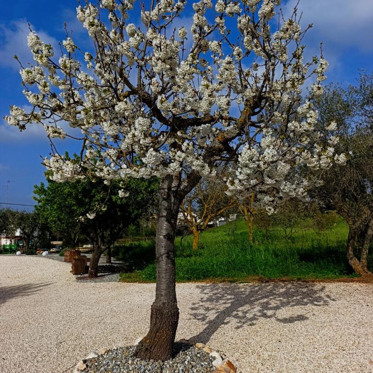 Valle d'Itria IN - Villa con 2 Camere da Letto - 4