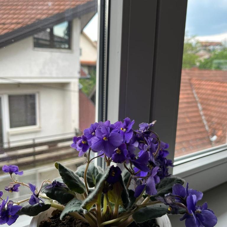 Studio Apartman - Studio - 10