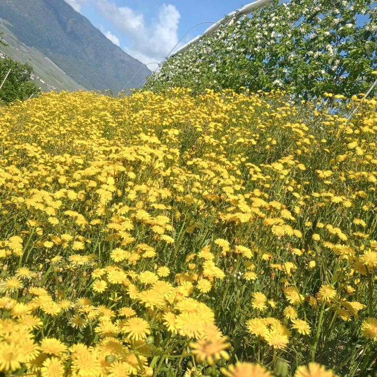 Appartamento Girasole - Appartamento con 3 Camere da Letto - 14