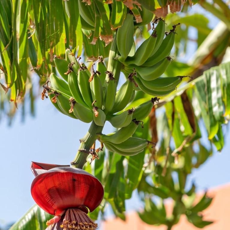 Casa Kiky, Boho-Chic Villa with Botanical Garden - Villa de 1 dormitorio - 27