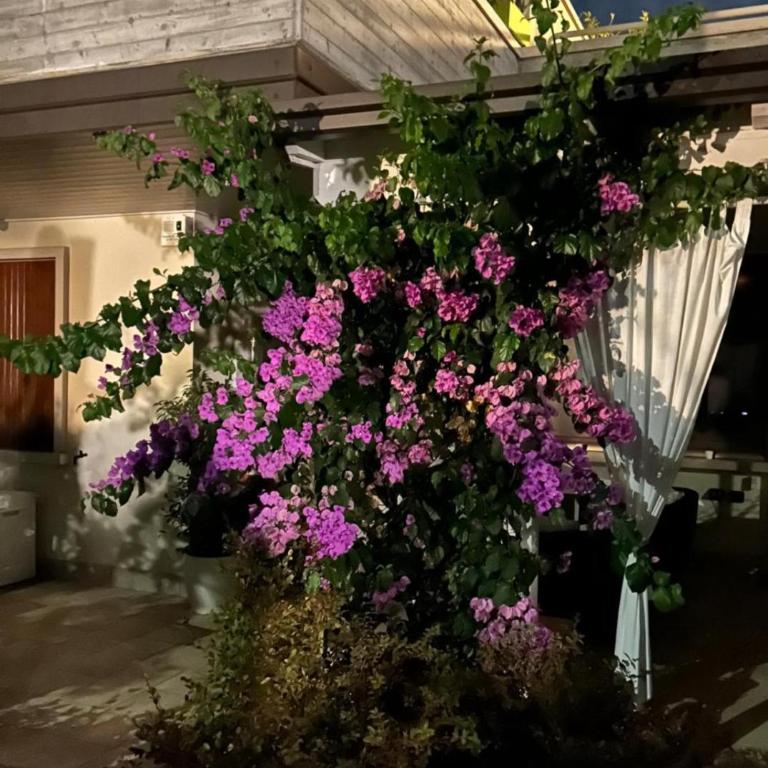 Delux Green Residence Apartment Sirmione - Appartamento - 55