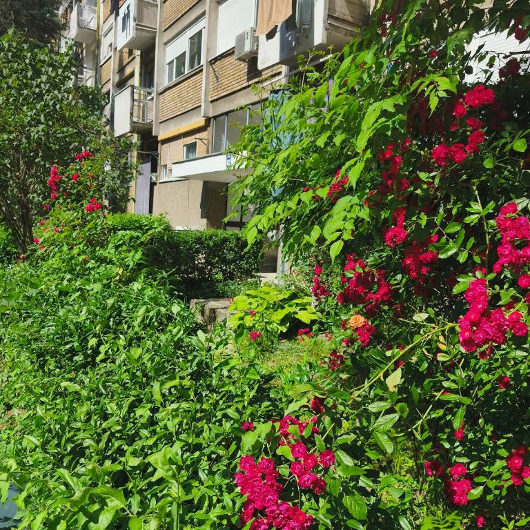 Apartman Sanja - Apartman sa 1 Spavaćom Sobom - 6