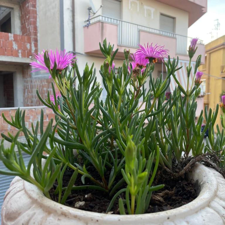 CASA BUONARROTI, comoda, pochi passi da spiaggia e centro - Apartamento de 2 dormitorios - 34