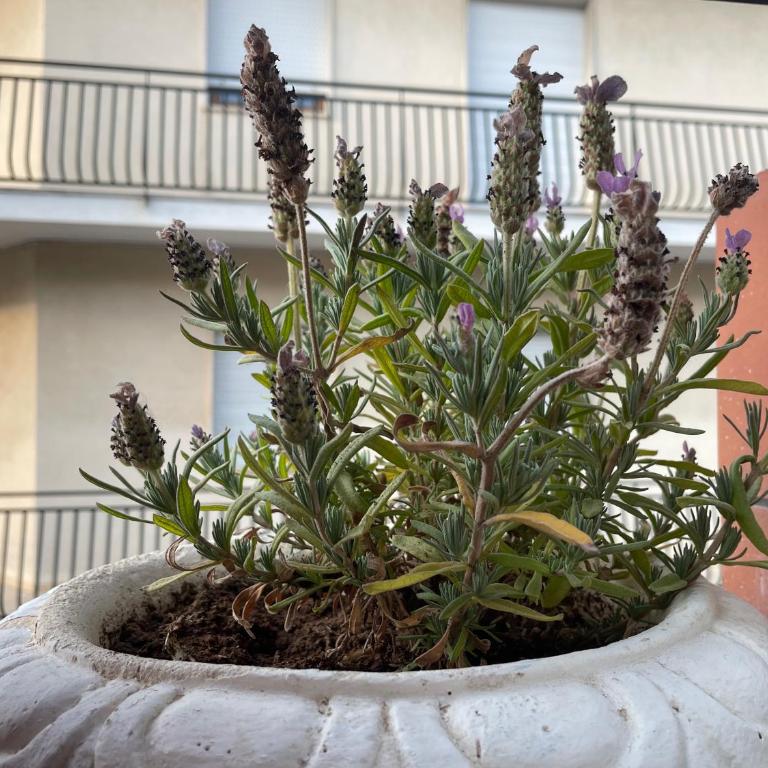 CASA BUONARROTI, comoda, pochi passi da spiaggia e centro - Apartamento de 2 dormitorios - 33