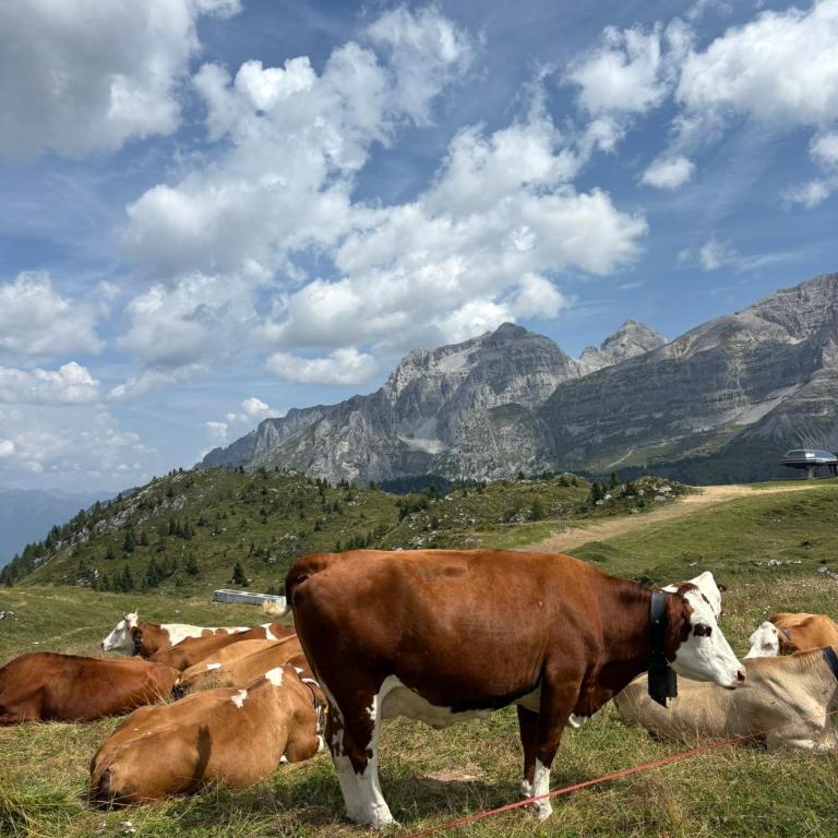 La tana dell orso - Apartment mit 2 Schlafzimmern - 18