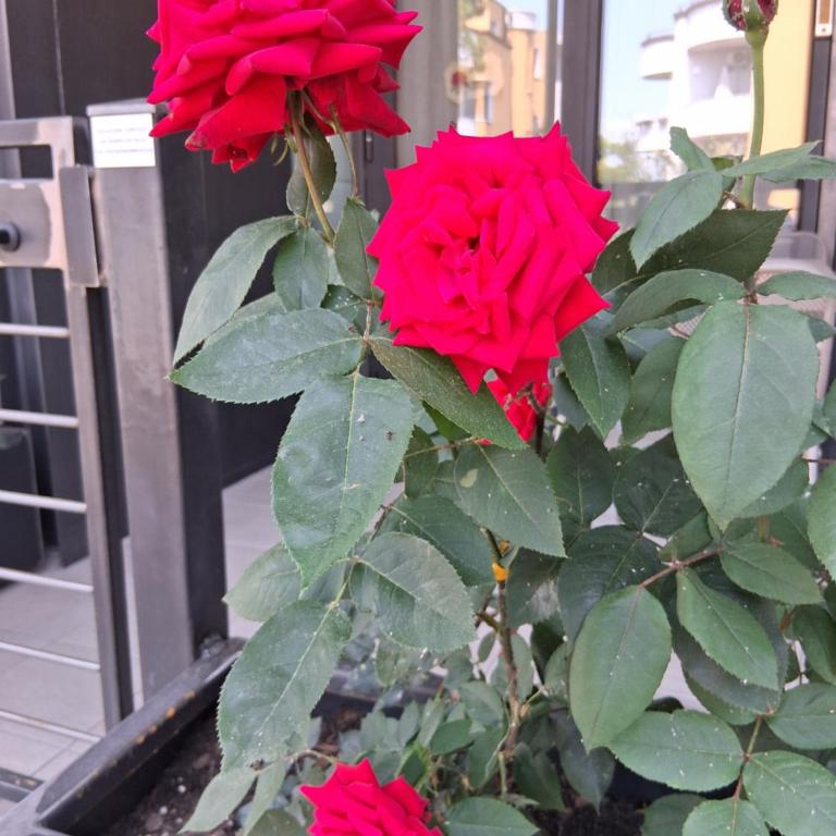 Rose del Lago - Suite Deluxe - 2