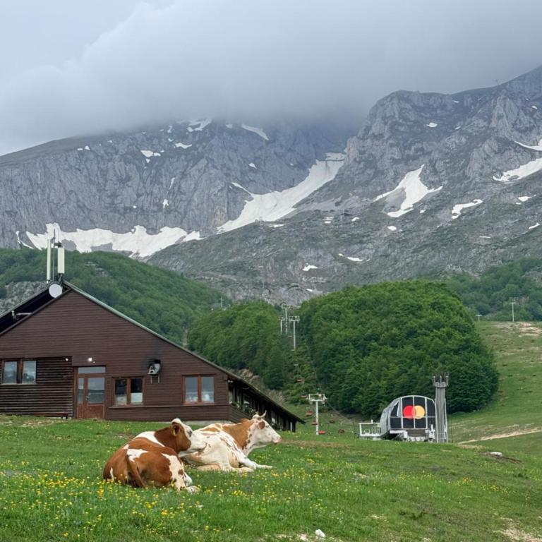 Wooden house Durmitor - Kuća sa 1 Spavaćom Sobom - 28