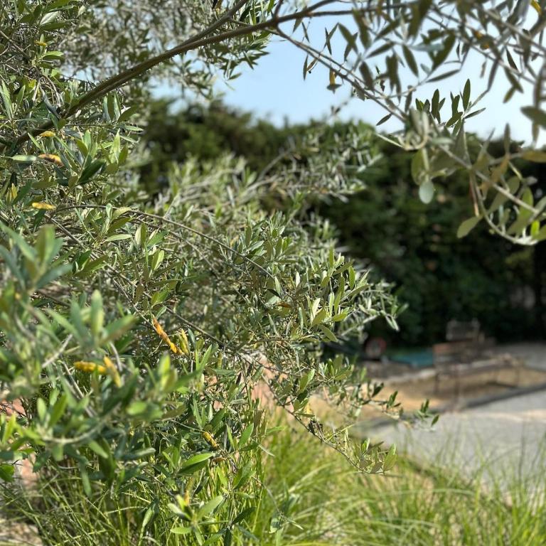 La Bastide des Oliviers - Villa - 31