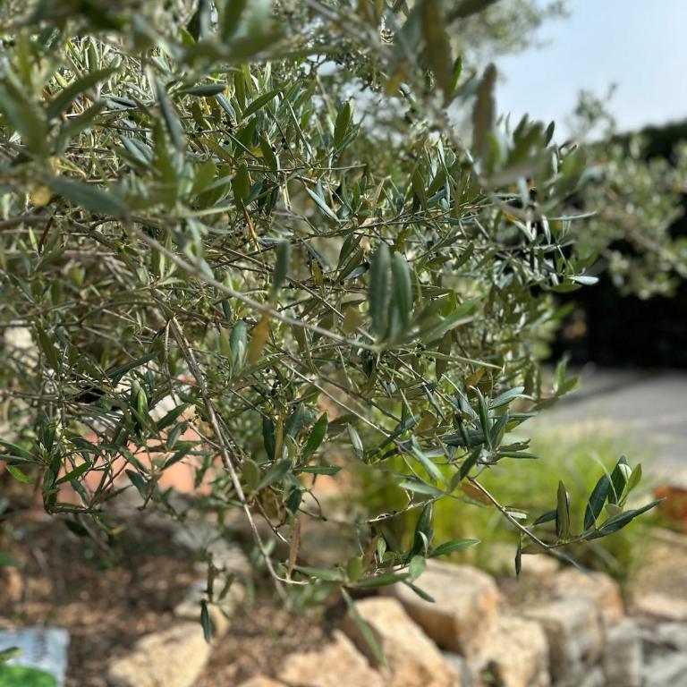 La Bastide des Oliviers - Villa - 43