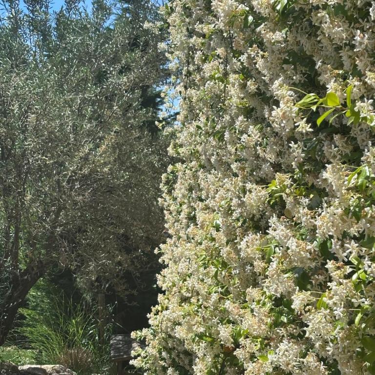 La Bastide des Oliviers - Villa - 55