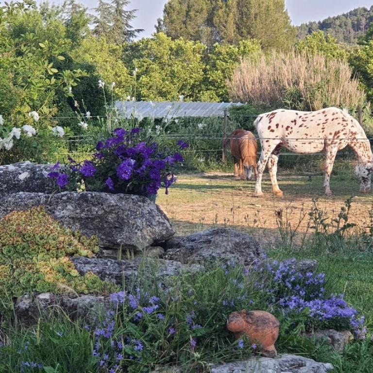 La petite Galéjade - Cottage - 2