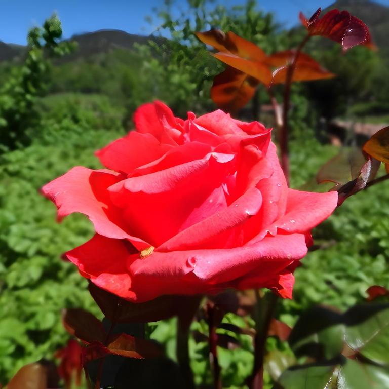 Casa La Xerra - Casa - 40
