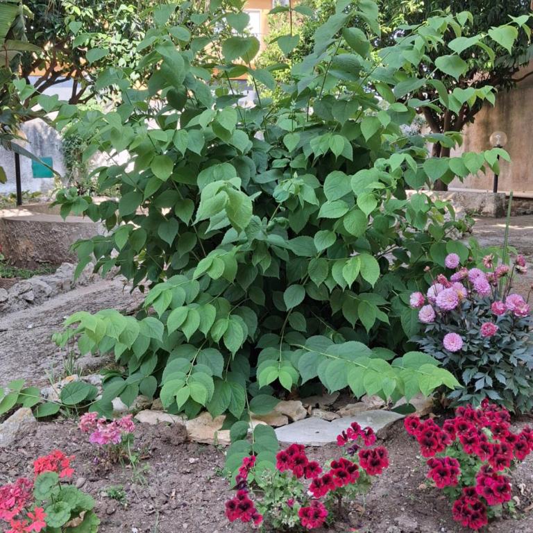 La Rugiada-con giardino e parcheggio moto privato - Camera Matrimoniale con Vista Giardino - 8