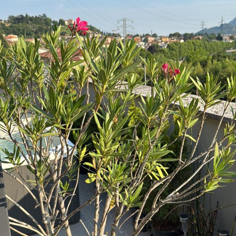 Felicita Cascata Terrace with Lake View - Appartamento con 1 Camera da Letto - 16