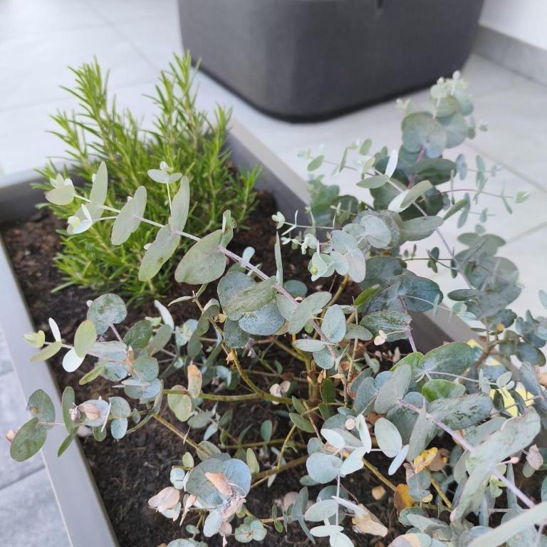 THE ONE - Apartment mit 1 Schlafzimmer und Dusche - 39