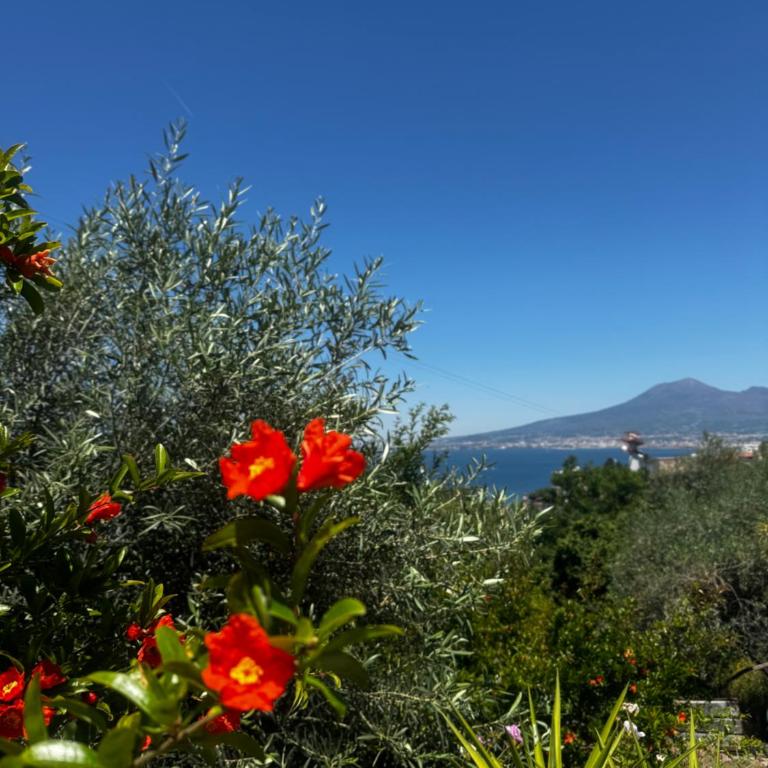 Villa Ciro - Appartamento con 2 Camere da Letto - 25