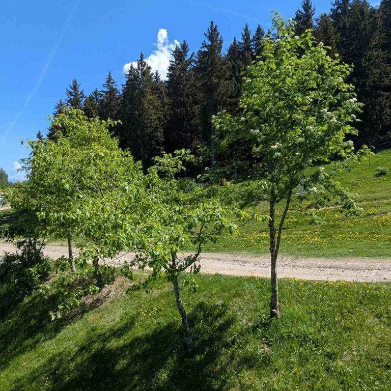 Studio au pied des pistes, animaux admis - Appartement 1 Chambre - 10
