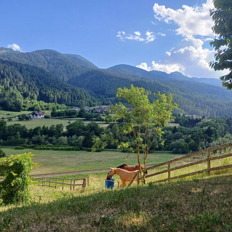 Appartamento Val di Sole - Commezzadura - Appartamento con 1 Camera da Letto - 19