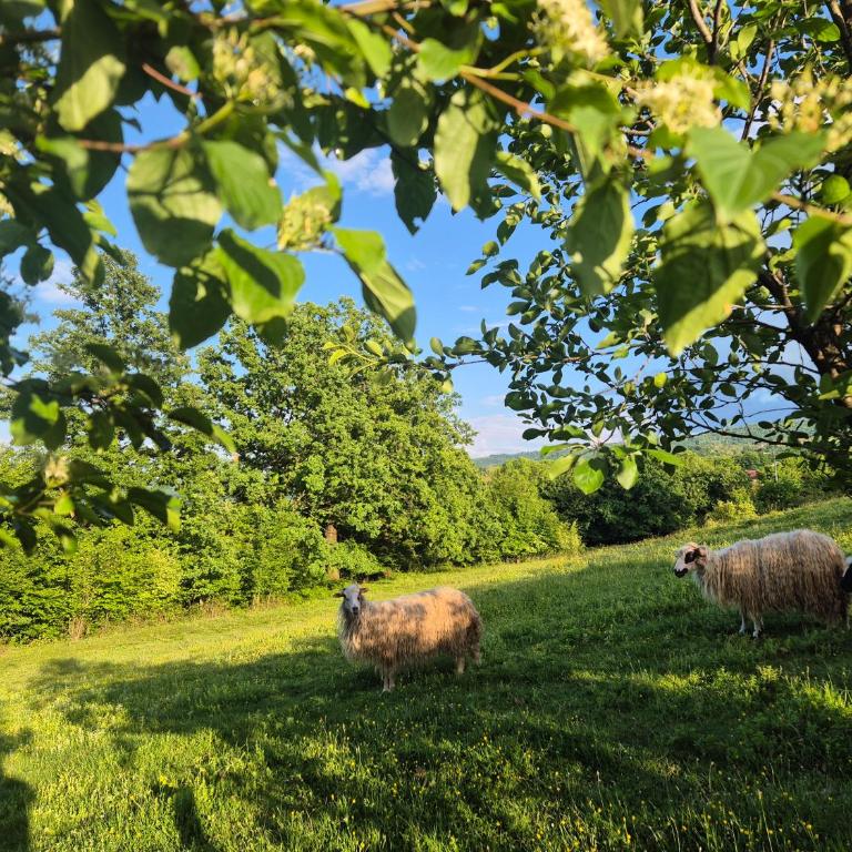 Bella holiday home Komadić prirode,mira,pravoga sela u neposrednoj blizini centra Banjaluke 4 km Garaža 4 sobe - Vila - 39