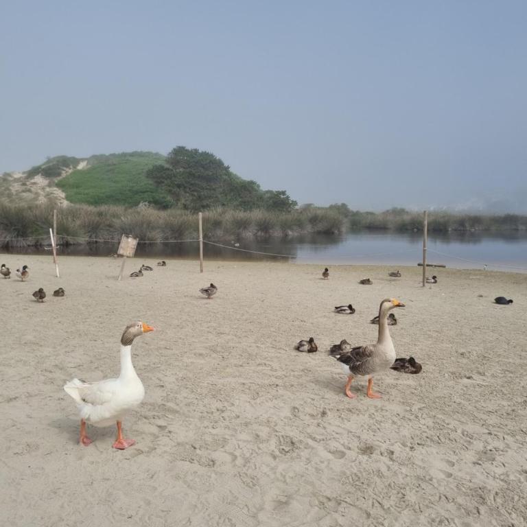 Posidonia -Son Bou Apartment - Two-Bedroom Apartment - 27