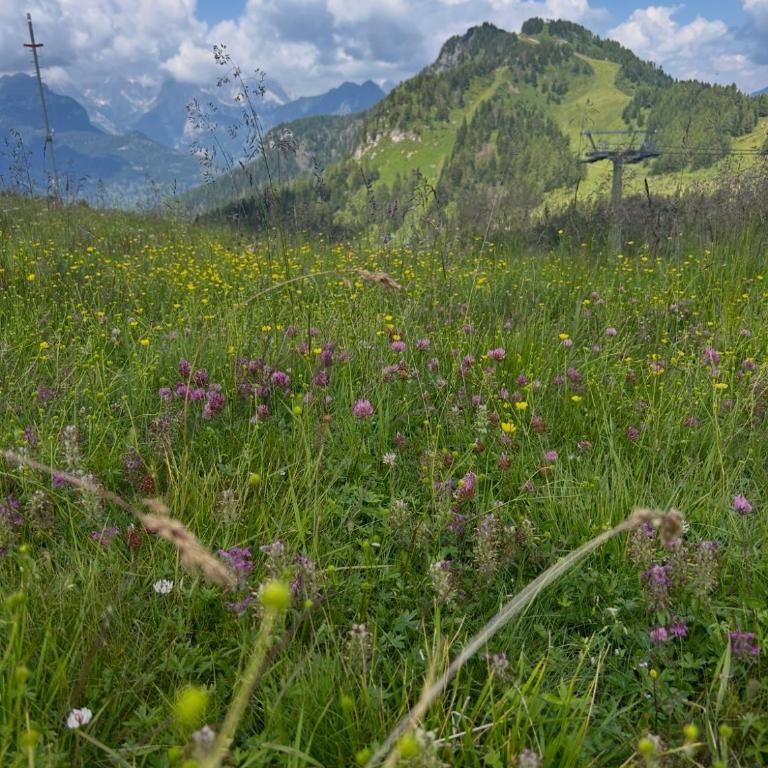 Al Pomer Dolomites Lodges Val di Zoldo - Appartamento con 2 Camere da Letto - 19