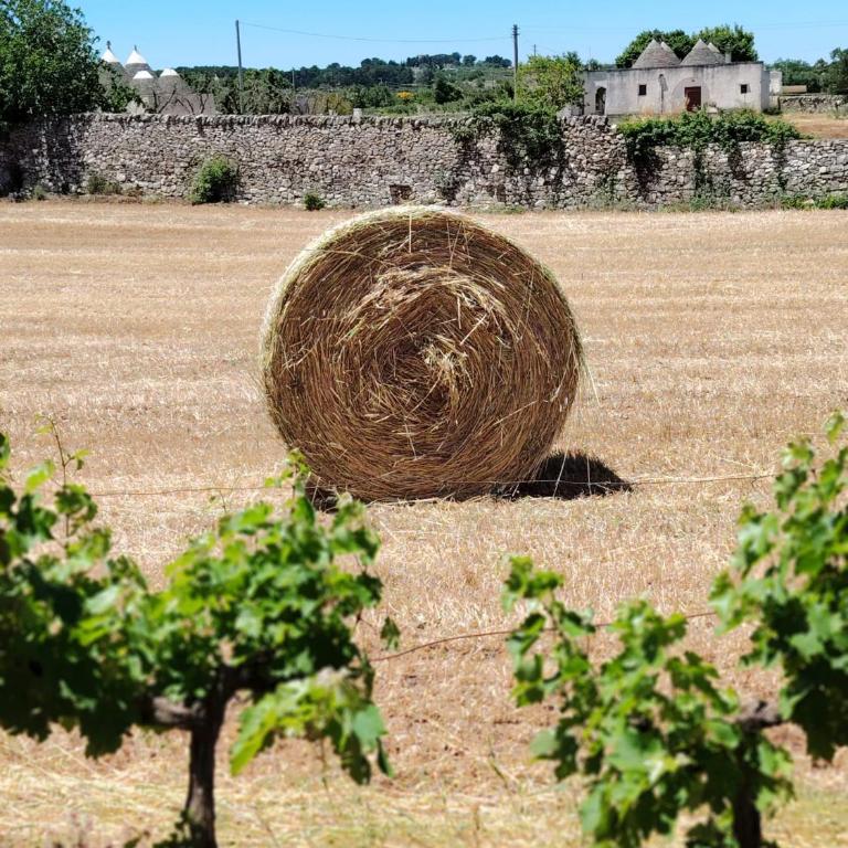 Due Coni e una Campagna - Appartamento con 1 Camera da Letto - 40