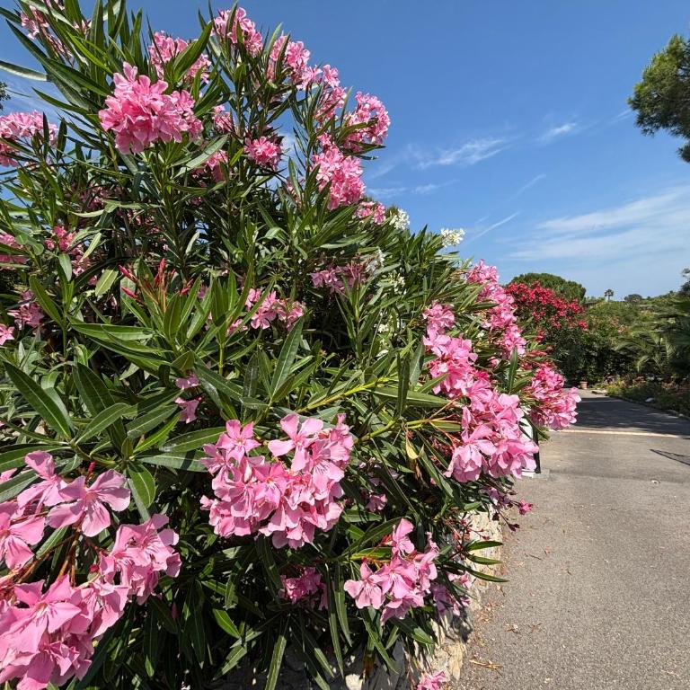 Les Laurines - Villa - 30