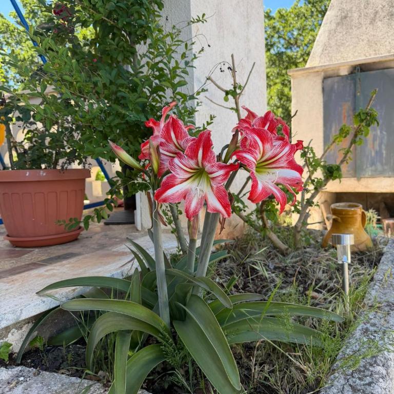 La Dimora di Helen - Two-Bedroom Apartment - 8