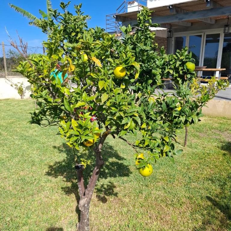 Villa Mediterranea Lo Stagnone - Villa con 2 Camere da Letto - 8