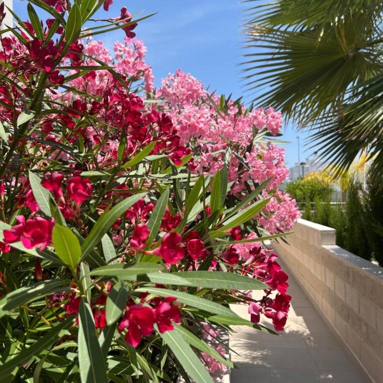 Apartment Sol y Mar - Rooftop Terrace, Private Pool - Adhara Residence - Appartement 2 Chambres - 21