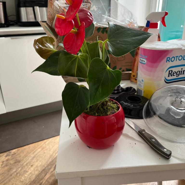 Sweet Morosini Trastevere - Appartement 1 Chambre - 11