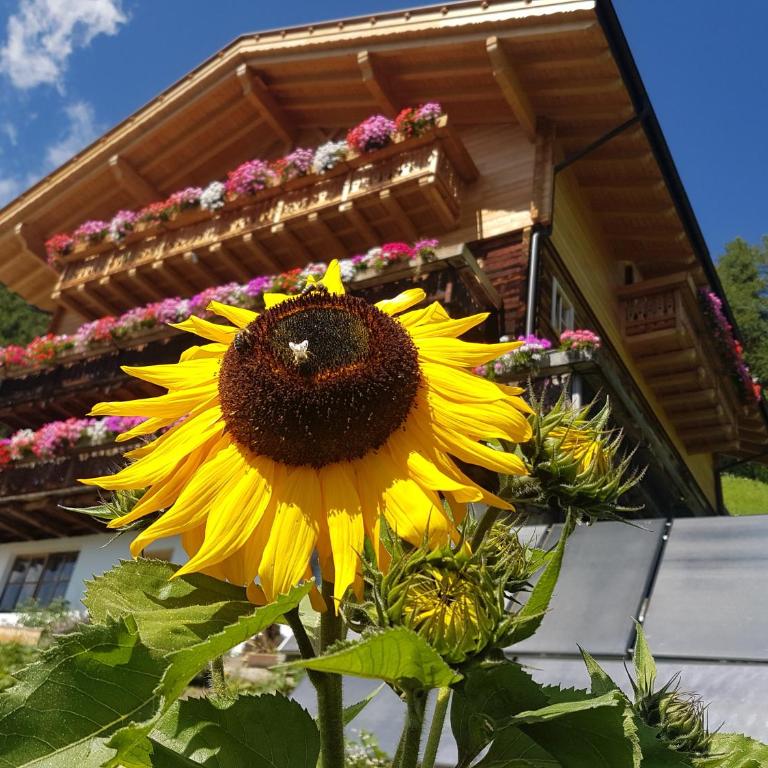 Niederhaushof - Appartamento con Vista Montagna - 1