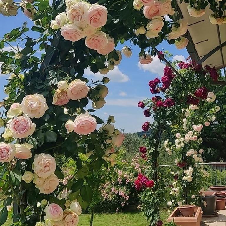 Villa ELISA - appartamento nel cuore del Chianti - Appartamento con 2 Camere da Letto - 7