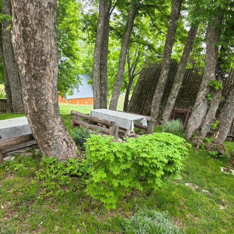 Apartments Javorje Žabljak - Studio with Garden View - 8
