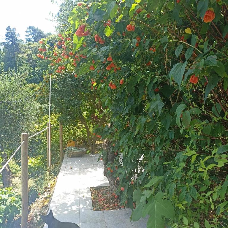 Villa Patrizia - Appartamento Deluxe - 19