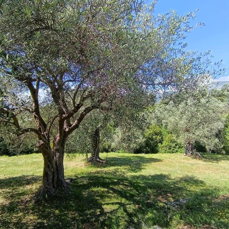 Whisper of Olives - One-Bedroom Apartment - 24
