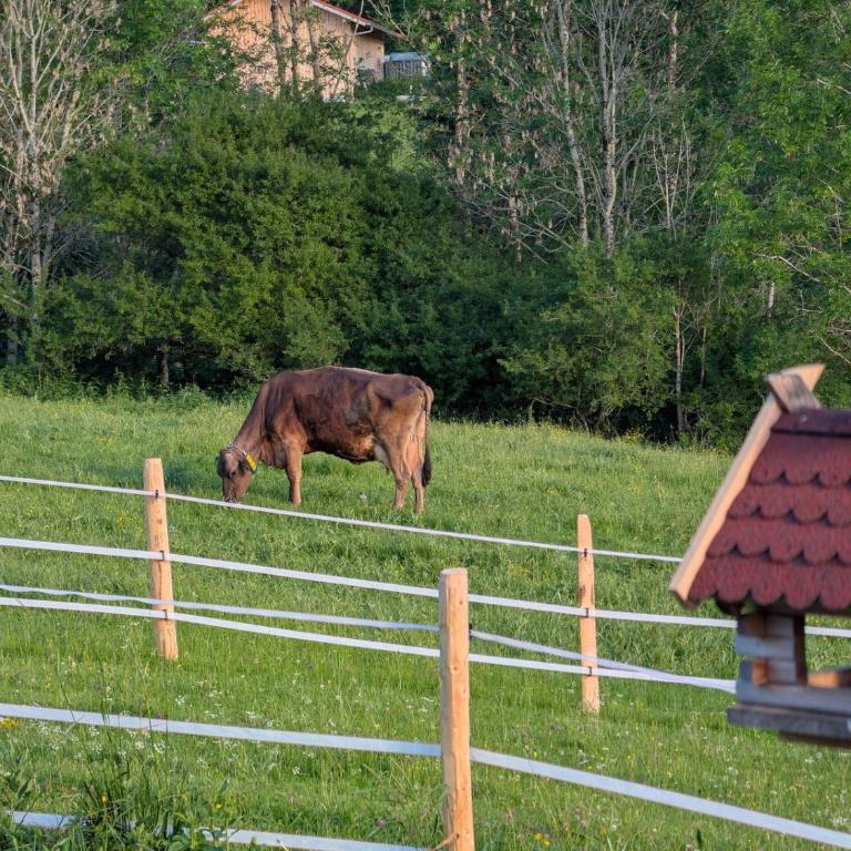 Chalet Berg & Balance - Whirlpool, Natur, Auszeit - Chalet mit 1 Schlafzimmer - 31