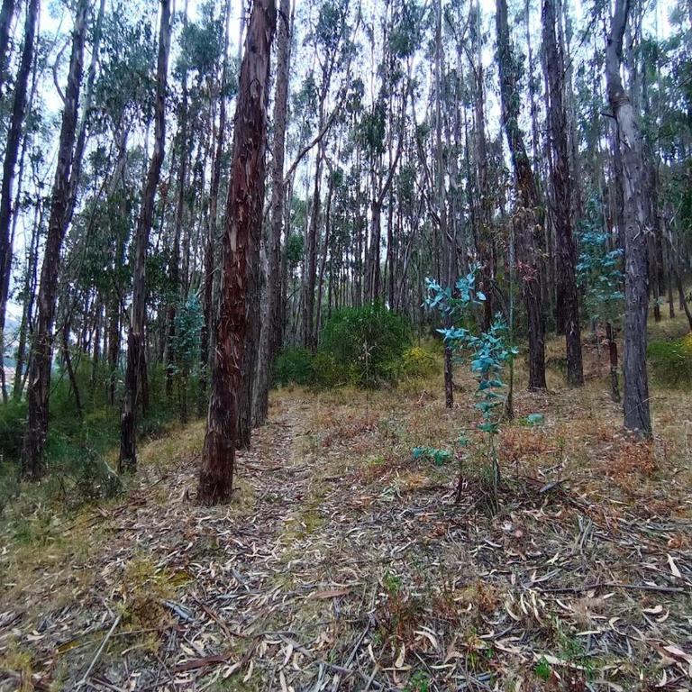 Cusco Forest Gem, 1 Min to Sacsayhuamán, Near the Main Square - One-Bedroom Chalet - 11