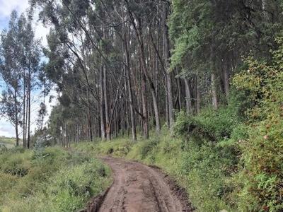 Cusco Forest Gem, 1 Min to Sacsayhuamán, Near the Main Square - One-Bedroom Chalet - 34