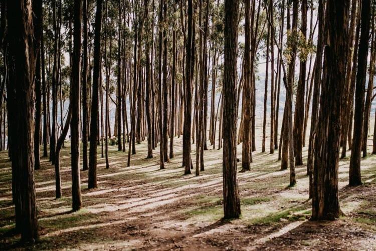 Cusco Forest Gem, 1 Min to Sacsayhuamán, Near the Main Square - One-Bedroom Chalet - 44