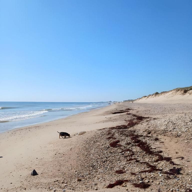 Appartement bord de plage - Appartamento con 1 Camera da Letto - Fronte Oceano - 5