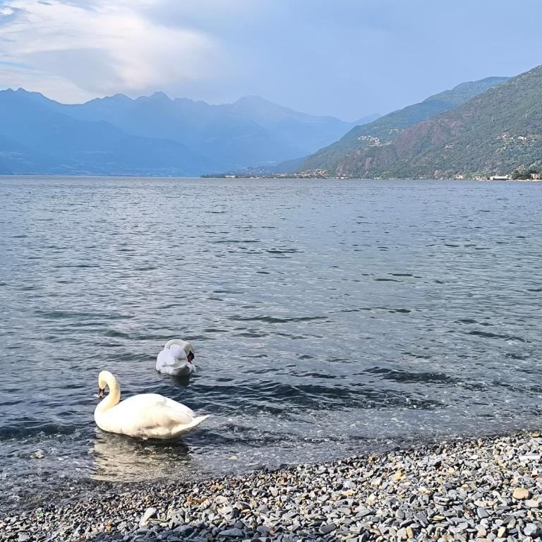 Villa Grazie Mille - Charming Lake Como Escape - Suite mit Seeblick - 11