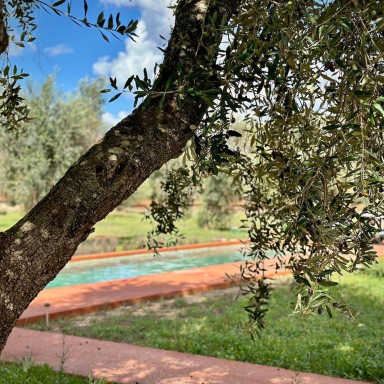 Casa e Trullo 57 Oliviers - Villa con Piscina Privata - 31