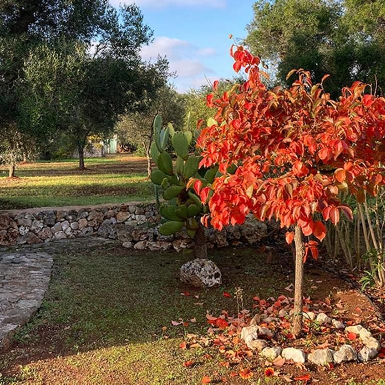 Casa e Trullo 57 Oliviers - Villa con Piscina Privata - 14
