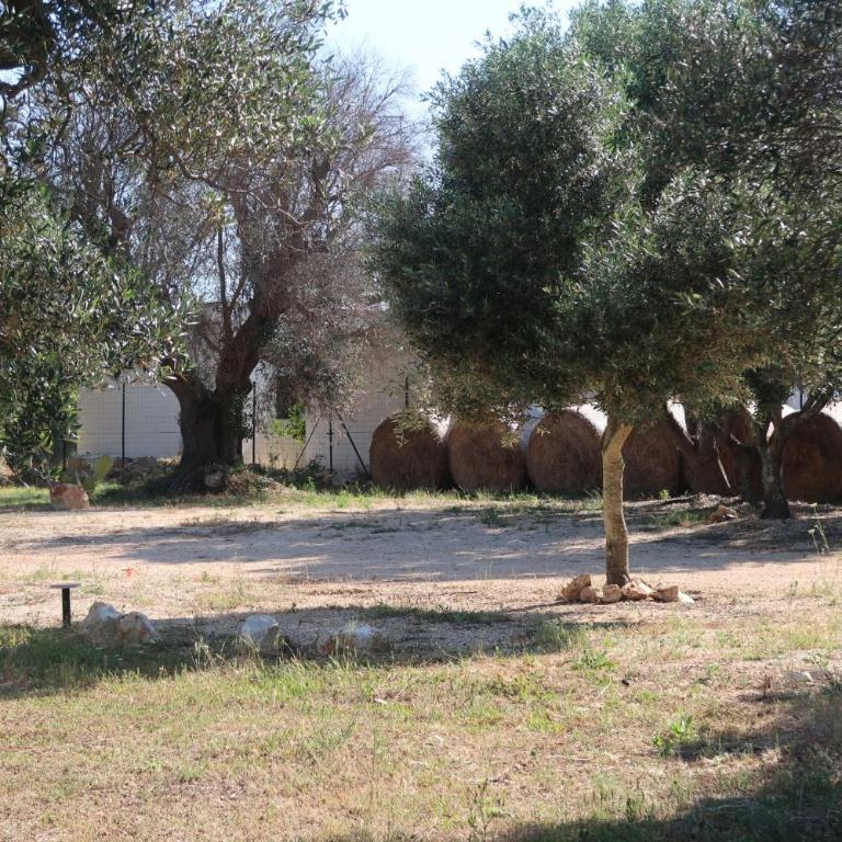 Dimora Deserto - Ancient Trullo with Private Pool and Olive Grove - Villa con 2 Camere da Letto - 13