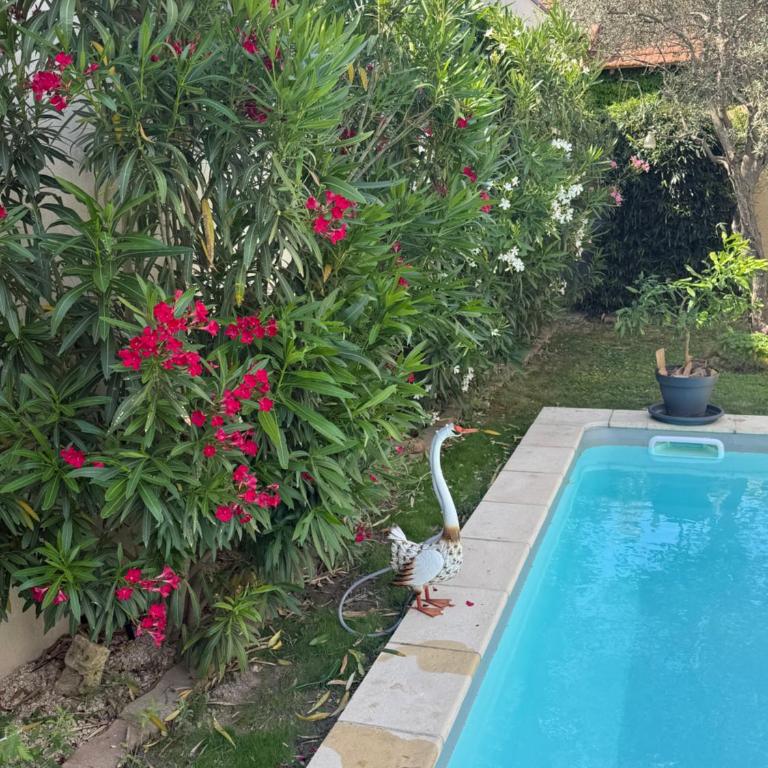 Villa Madhi - Piscine privée - Villa 1 Chambre - 12